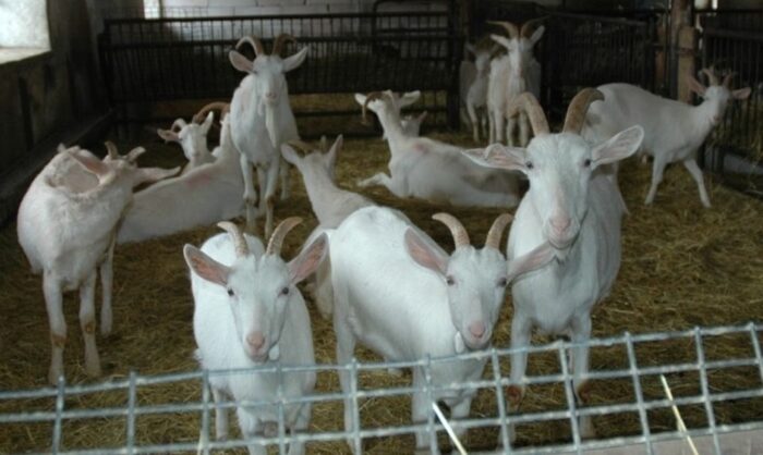 Coraz mniej mięsa koziego i owczego trafia do Wspólnoty