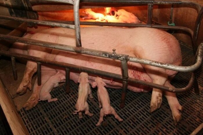 Tomasz Obszański, NSZZ RI "Solidarność", dopłaty do loch, hodowla trzody chlewnej