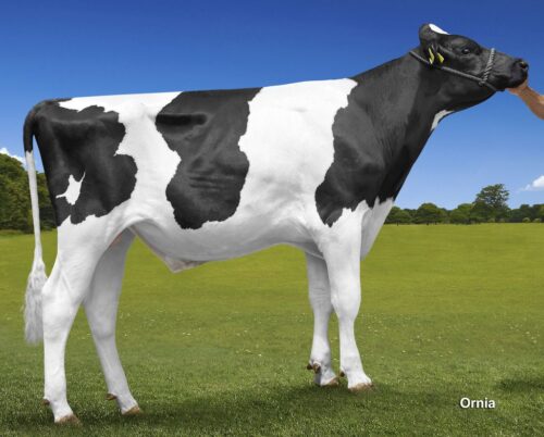 buhaj, dobór buhaja, długowieczność, pokrój, zdrowotność, laktacja, wymię, mastitis, indeks hodowlany, nasienie