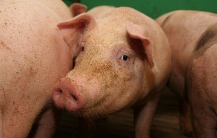 Coraz więcej unijnej wieprzowiny trafia do Chin