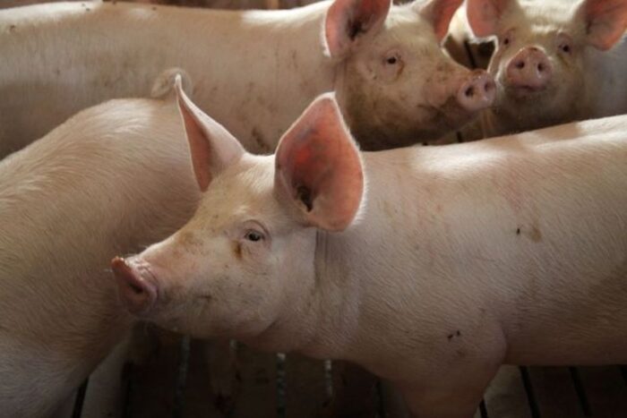 ceny wieprzowiny, sprzedaż wieprzowiny, eksport wieprzowiny, rynek mięsa