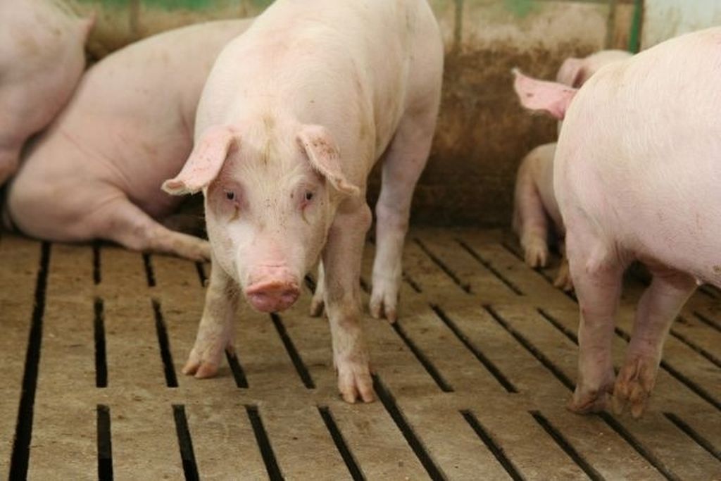 trzoda chlewna, wieprzowina, unie europejska