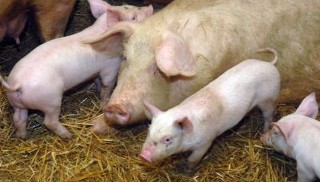 wieprzowina, produkcja wieprzowiny, handel wieprzowiną, eksport wieprzowiny