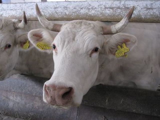 handel mięsem, wołowina, wieprzowina, drób