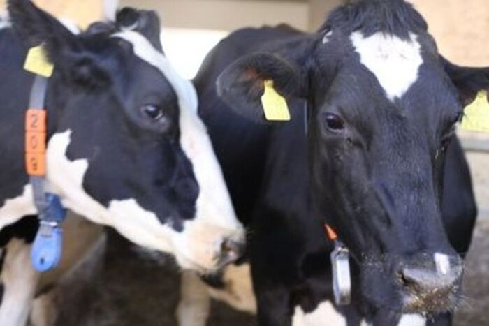 hodowcy bydła, susza rolnicza, ewa kopacz