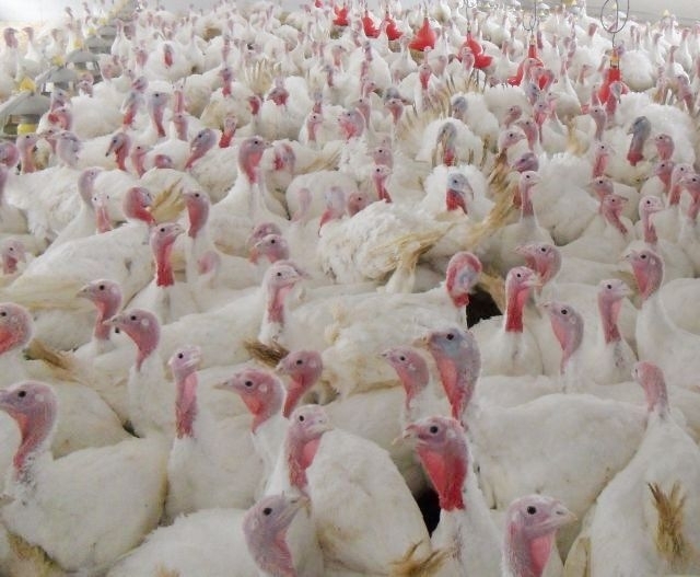 produkcja indyków, rynek drobiu, pasza grower/finisher