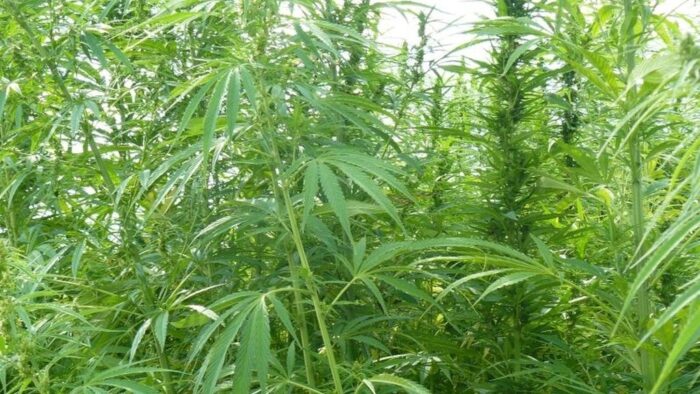konopie siewne, HemPoland, Lobocanna, przejęcie HemPoland, uprawa konopi