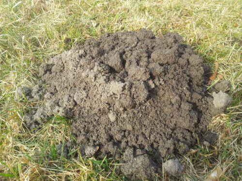 łąki, kretowiska, tuz