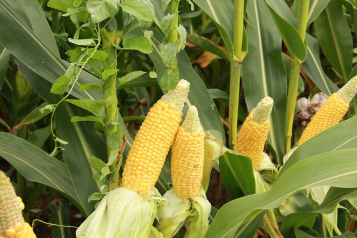 euronext w paryżu, cbot w chicago, notowania pszenicy, notowania kukurydzy