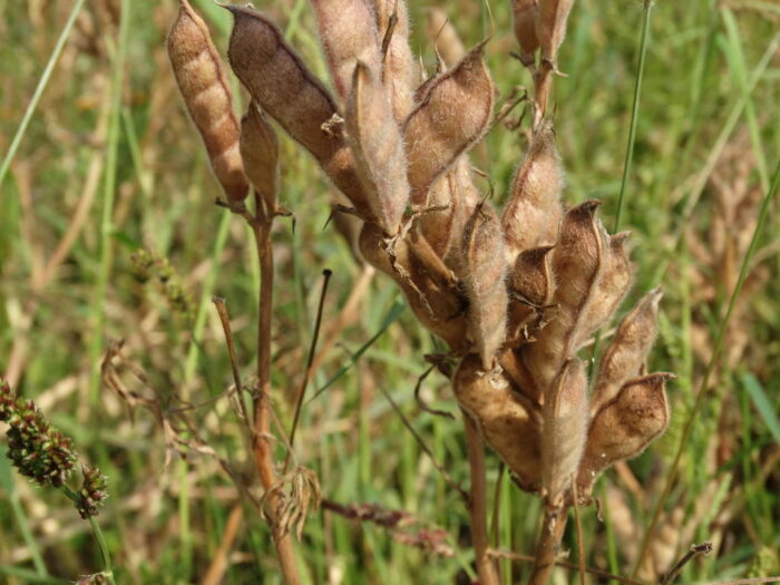 łubin żółty, strąki, roślina