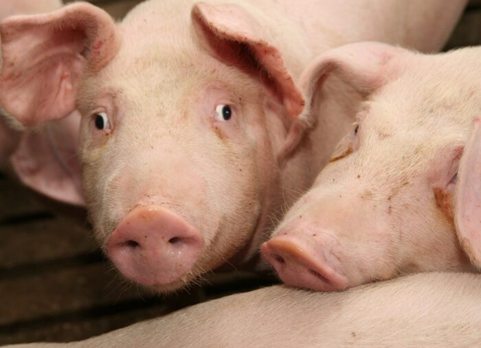 trzoda chlewna, tuczniki, ceny żywca wieprzowego