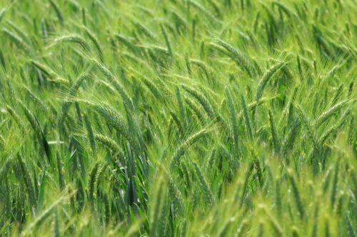 Euronext, kukurydza, pszenica, kontrakty terminowe