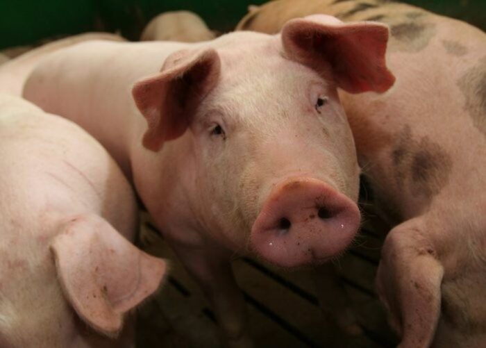 wieprzowina, wołowina, drób