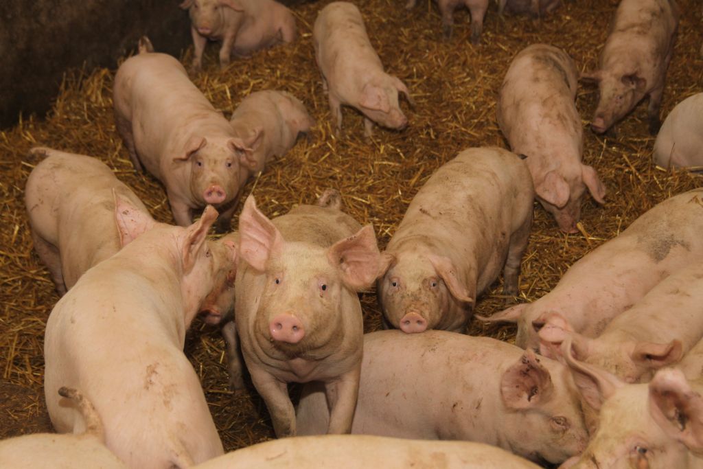 Kraje Unii Europejskiej eksportują coraz mniej wieprzowiny.