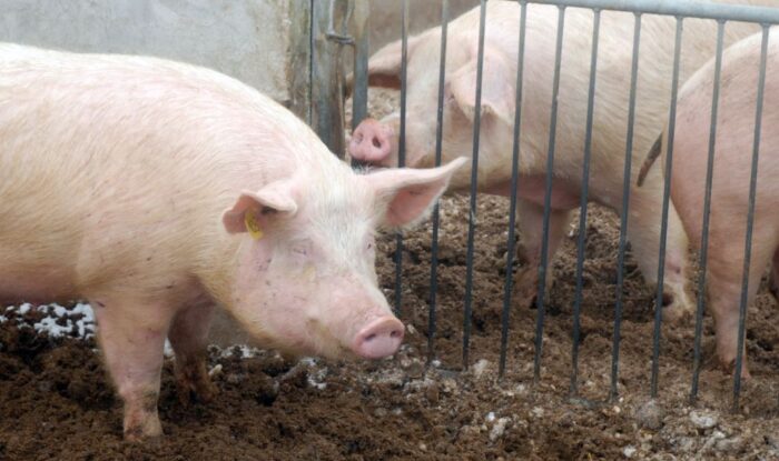 Agencja Restrukturyzacji i Modernizacji Rolnictwa, program bioasekuracji, podlasie,