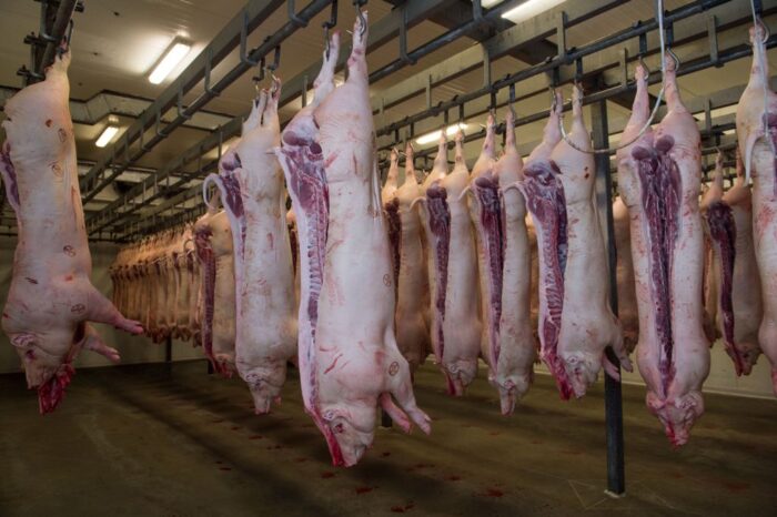 eksport żywca wieprzowego, Holandia
