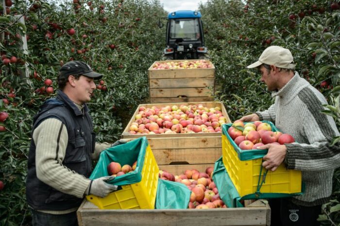 grupy producenckie, senat, Europejski Fundusz Rolny