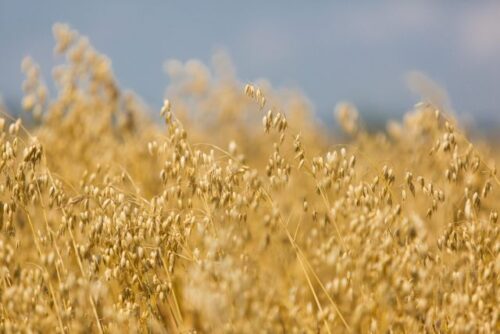 agro-park, lublin, targi rolnicze