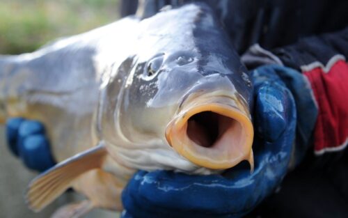 agro-park, lublin, targi rolnicze