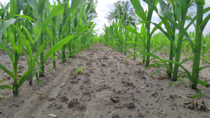 kukurydza, Garzyn, Krajowy Dzień Kukurydzy