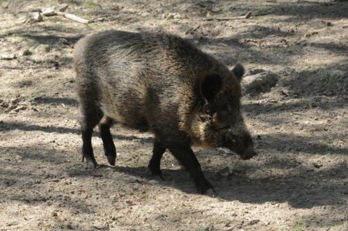 walka z asf, bioasekuracja, sejmowa komisja rolnictwa, jarosław sachajko, zbigniew ajchler, odstrzał dzików