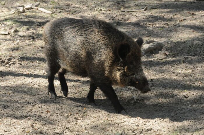 walka z asf, bioasekuracja, sejmowa komisja rolnictwa, jarosław sachajko, zbigniew ajchler, odstrzał dzików