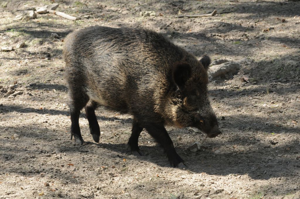walka z asf, bioasekuracja, sejmowa komisja rolnictwa, jarosław sachajko, zbigniew ajchler, odstrzał dzików