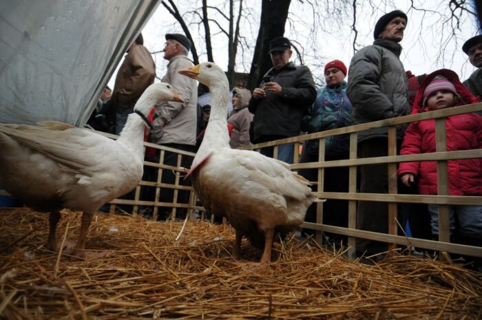 eksport drobiu, produkcja drobiu, rynek mięsa