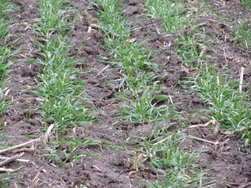 nawożenie azotem ochrona środowiska