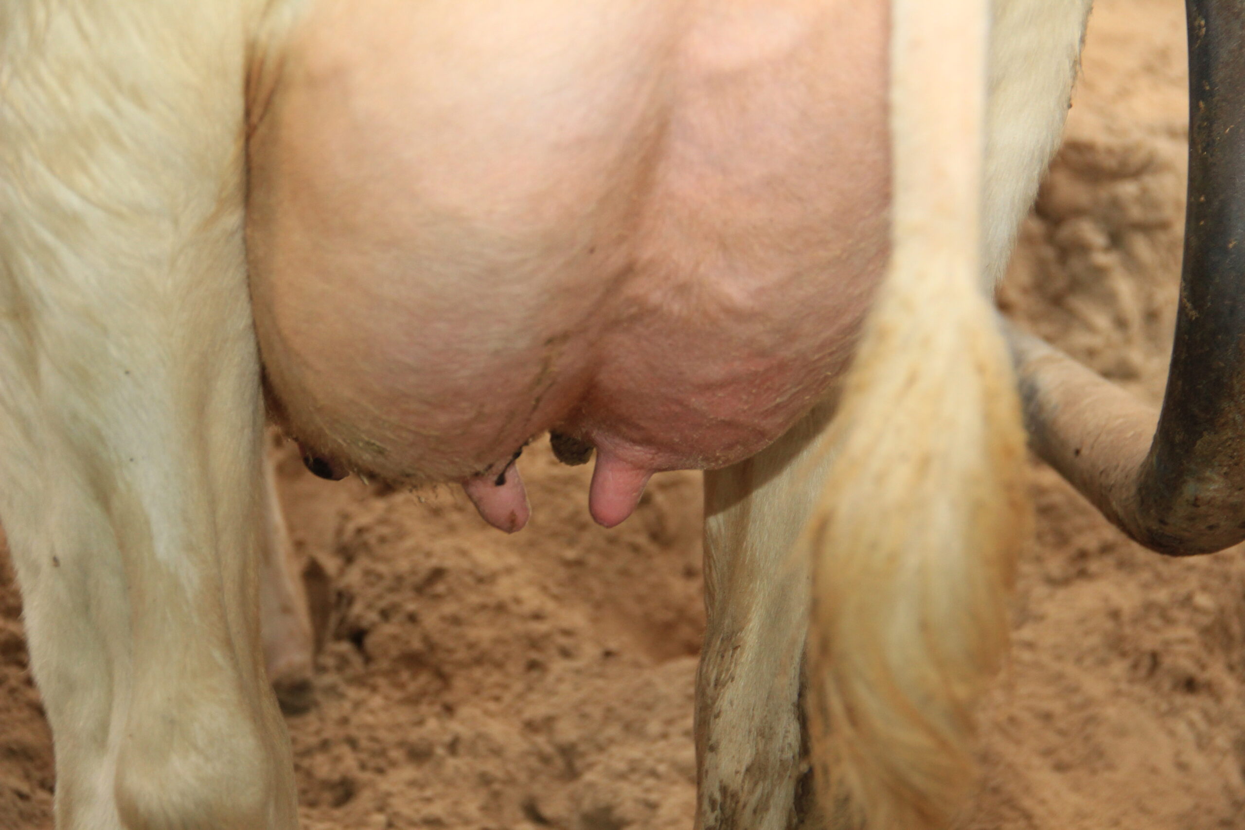 Mastitis atakuje –nawet w okresie zasuszenia