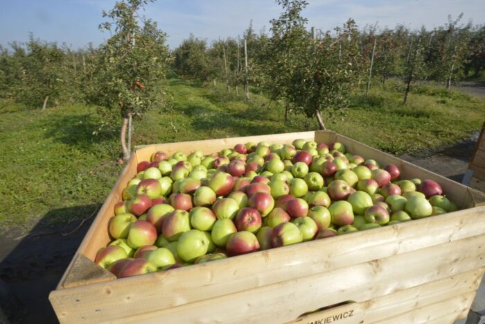 obcokrajowcy, zatrudnienie obcokrajowców, pracownicy sezonowi, rolnictwo, praca w gospodarstwie