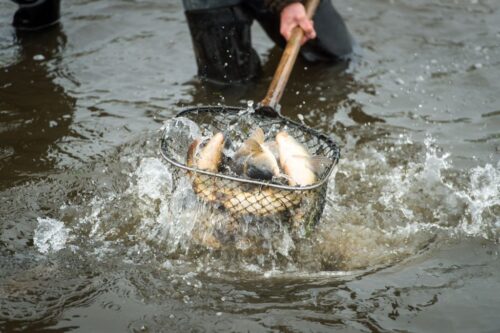 producenci trzody chlewnej, program bioasekuracji, hodowcy ryb słodkowodnych
