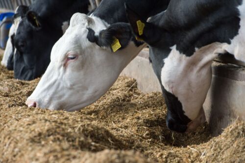 Ceny wołowiny idą w górę od jesieni 2014 roku.
