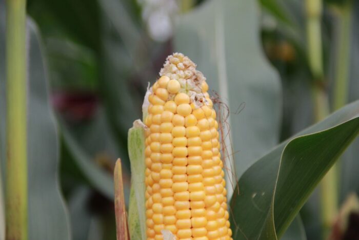 mars, monitorowanie plonów, pszenica, kukurydza