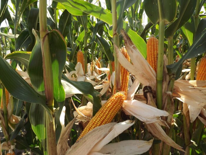 euronext w paryżu, cbot w chicago, notowania pszenicy, notowania kukurydzy