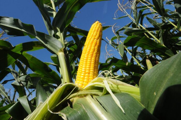 uprawy genetycznie modyfikowane, kukurydza MON 810, ziemniak Amflora