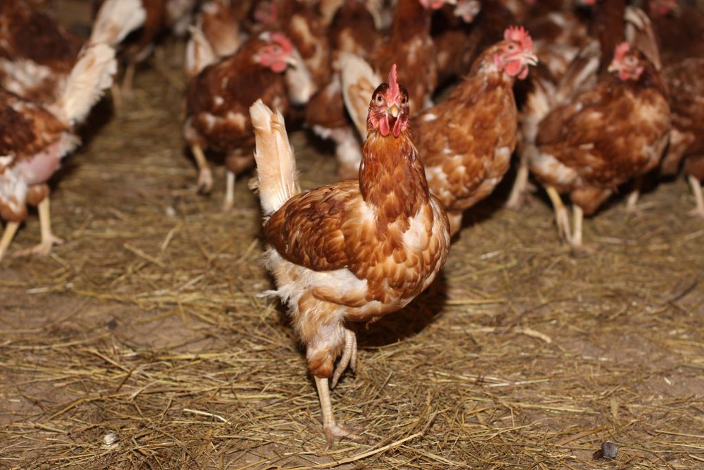 Sprzedaż mięsa z kurczaków wciąż idzie w górę