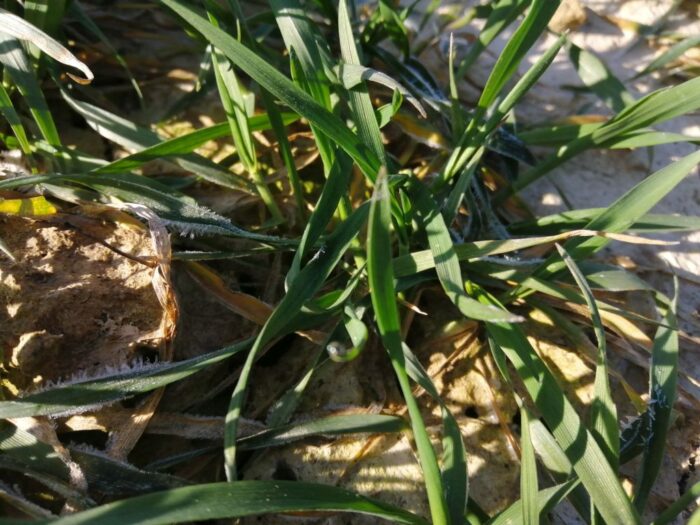 przymrozki, oziminy, wpływ przymrozków na oziminy, uszkodzenia rzepaku przez przymrozek, IMGW-PIB,