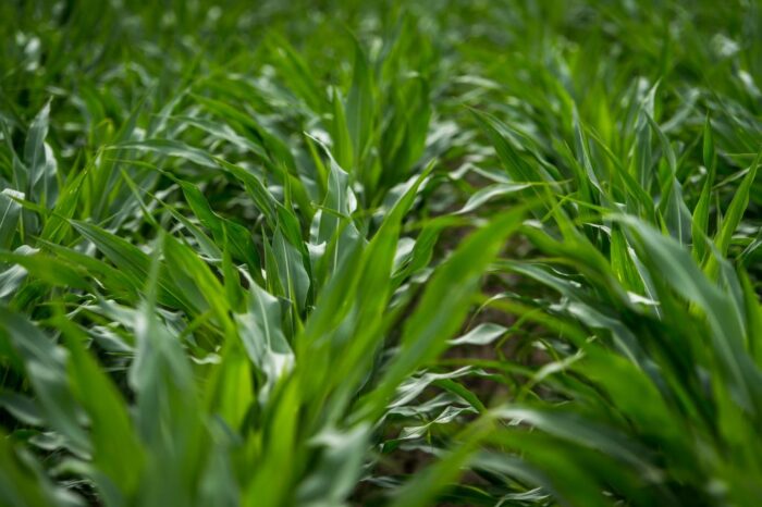 euronext w paryżu, cbot w chicago, notowania pszenicy, notowania kukurydzy