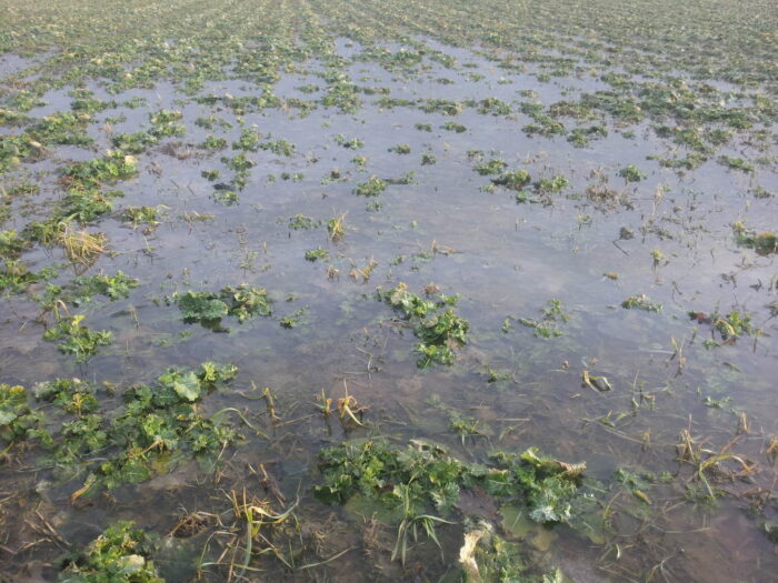 roztopy, wymakanie, pole, woda