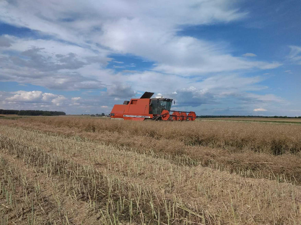 rzepak, kombajn, pole