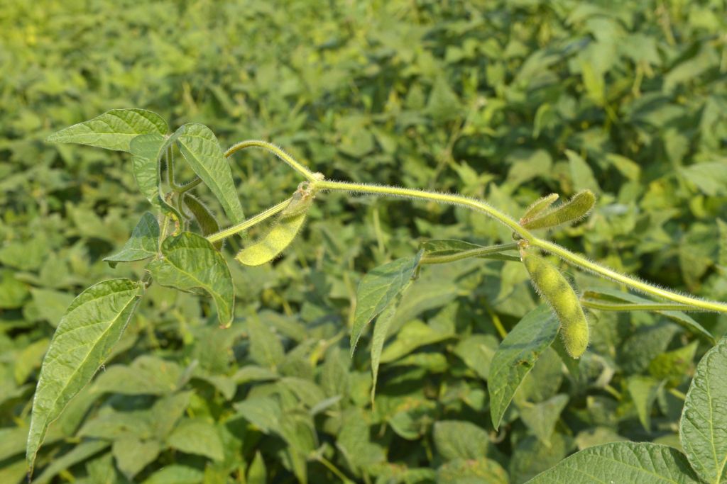 soja, rośliny oleiste, produkcja soi