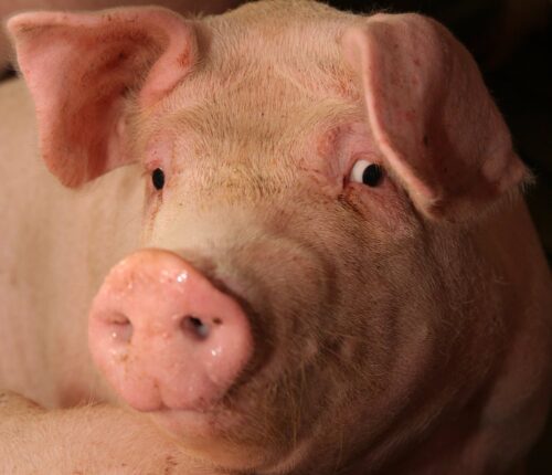 produkcja trzody chlewnej, ceny świń, opłacalność produkcji