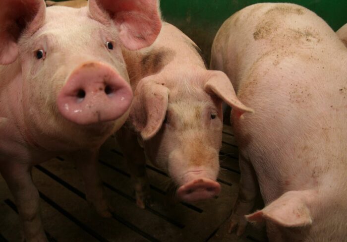 Instytut Ekonomiki Rolnictwa i Gospodarki Żywnościowej, poglowie świń w polsce, trzoda chlewna