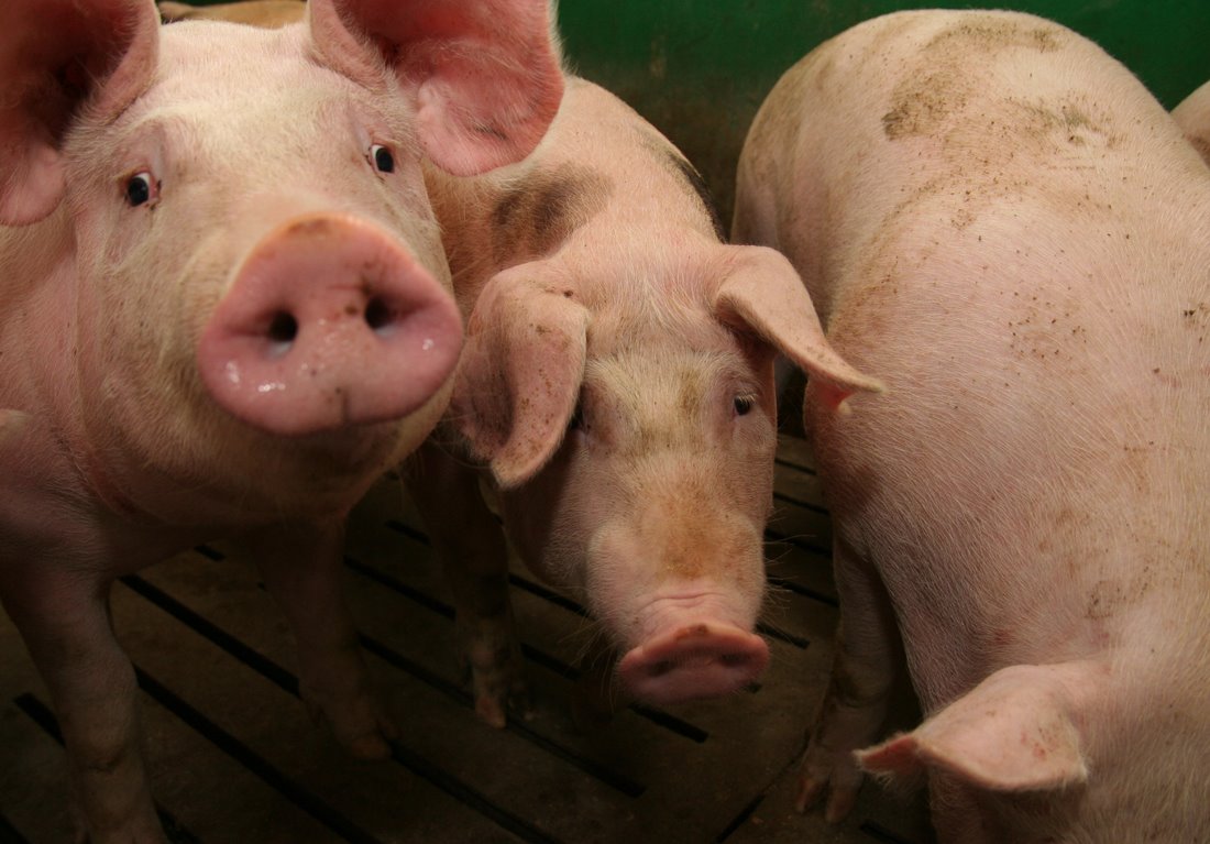 Instytut Ekonomiki Rolnictwa i Gospodarki Żywnościowej, poglowie świń w polsce, trzoda chlewna