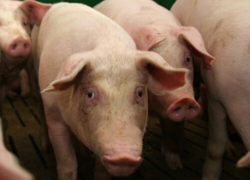 trzoda chlewna, podlaskie, hodowla świń, rozporządzenia Rady Ministrów, podlaskie