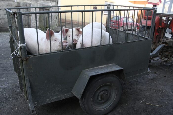 Instytut Ekonomiki Rolnictwa i Gospodarki Żywnościowej, poglowie świń w polsce, trzoda chlewna