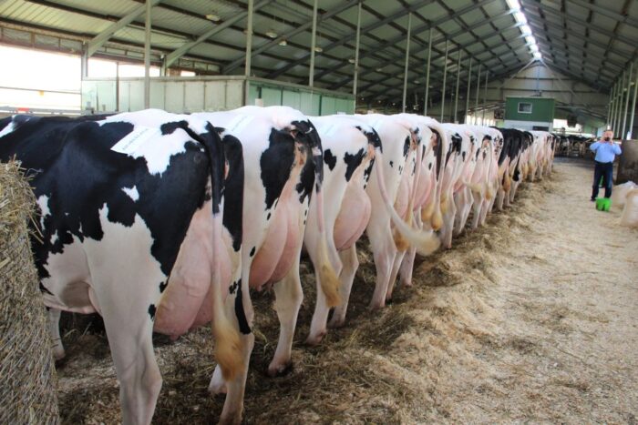 transfer zarodków, rozród bydła, embriotransfer