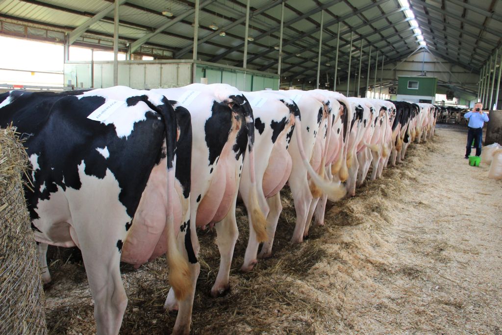 transfer zarodków, rozród bydła, embriotransfer