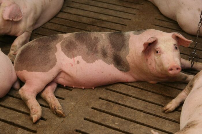 ceny żywca, tuczniki, kzp-ptch, Niemcy